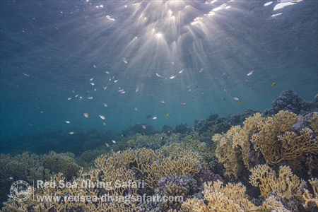 A healthy reef